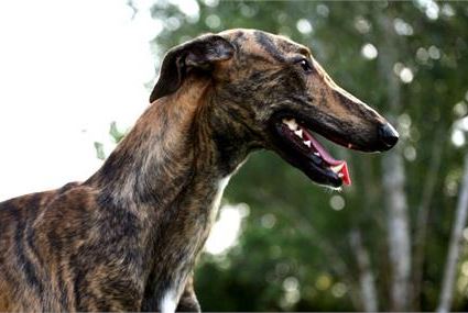 Galgo Español - levriero spagnolo